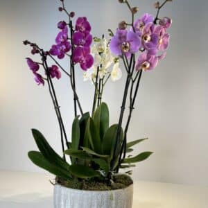 Composición de orquídeas multicolor en cerámica