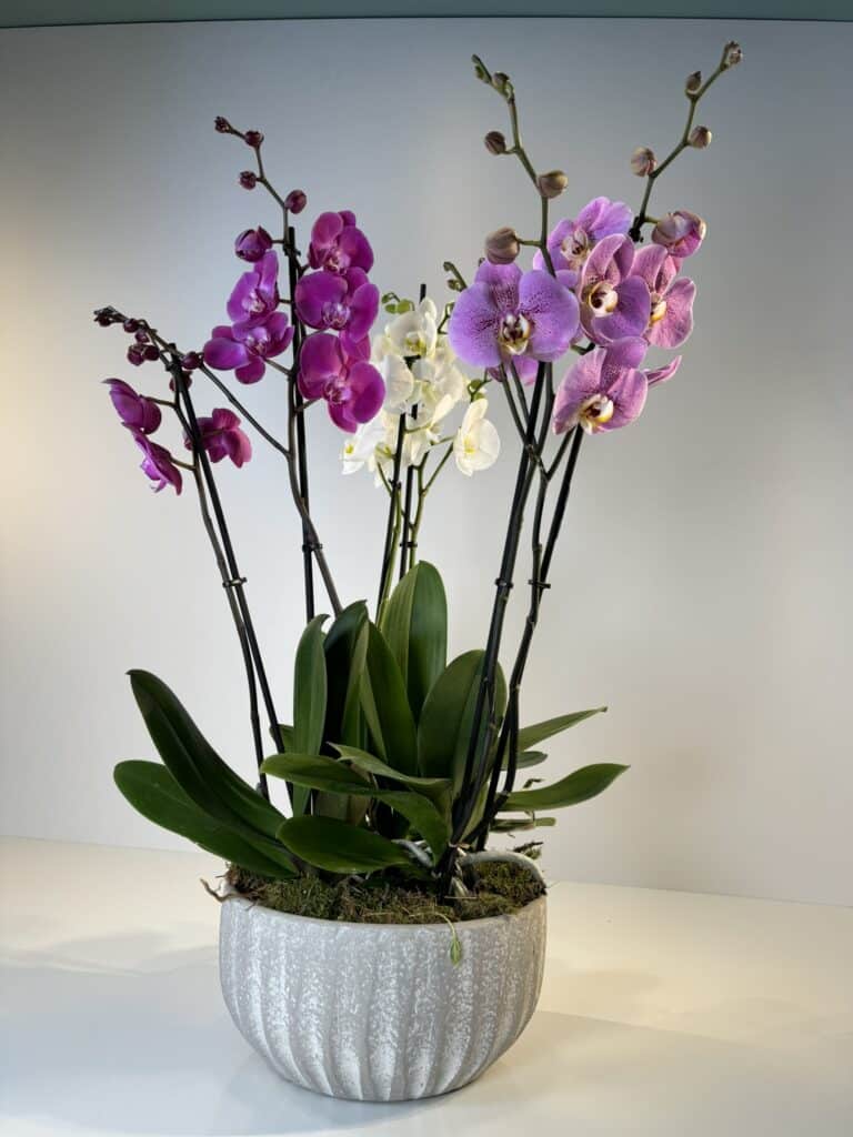 Composición de orquídeas multicolor en cerámica