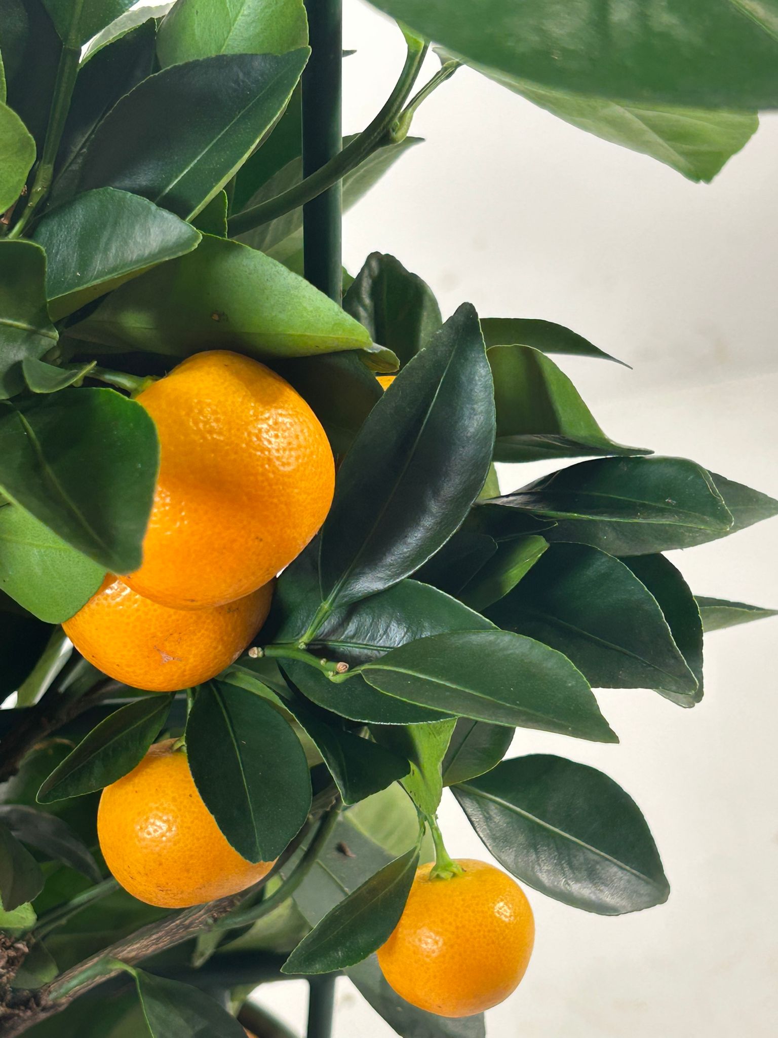 Envíos resto de España