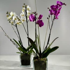 Orquídea blanca o rosa en vaso de cristal con musgo.