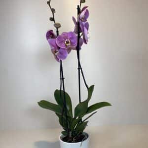 orquídea morada en maceta de cerámica