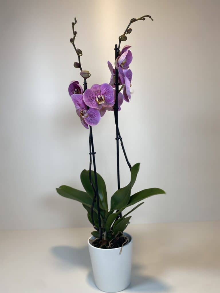 orquídea morada en maceta de cerámica