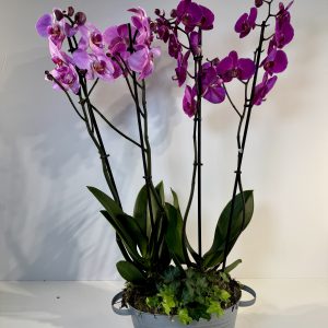 Orquídeas rosas-malvas en recipiente de cinc
