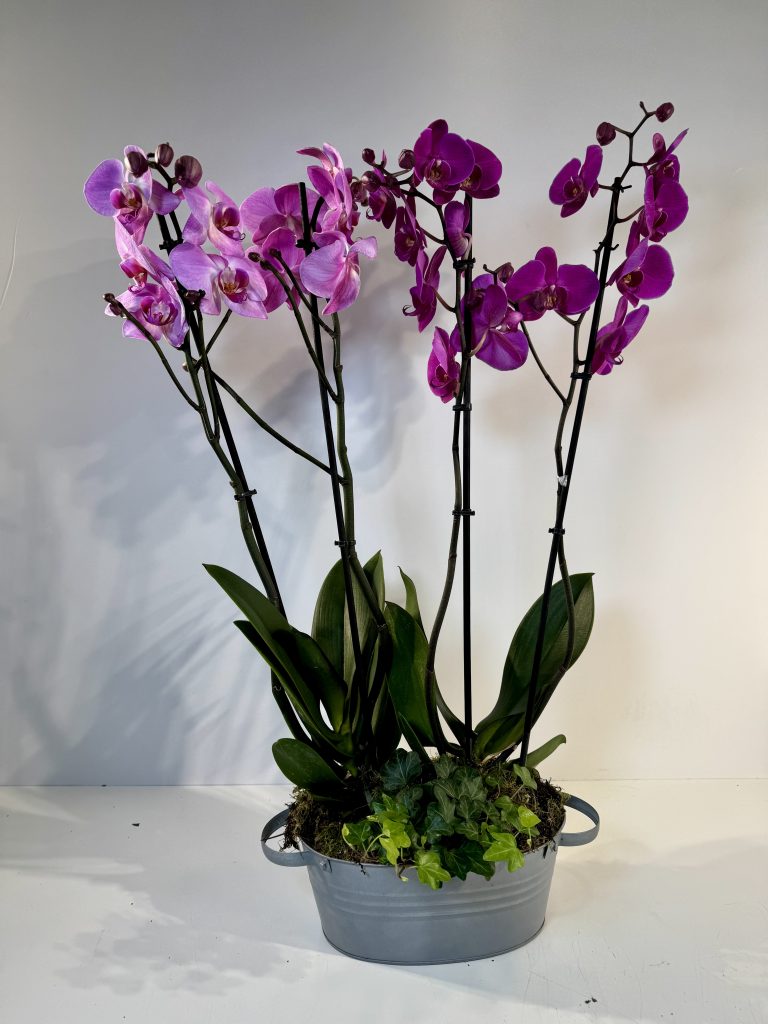 Orquídeas rosas-malvas en recipiente de cinc