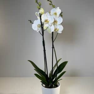 orquídea blanca en cerámica