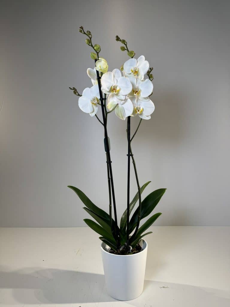 orquídea blanca en cerámica