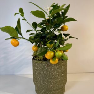 Calamondín en cerámica