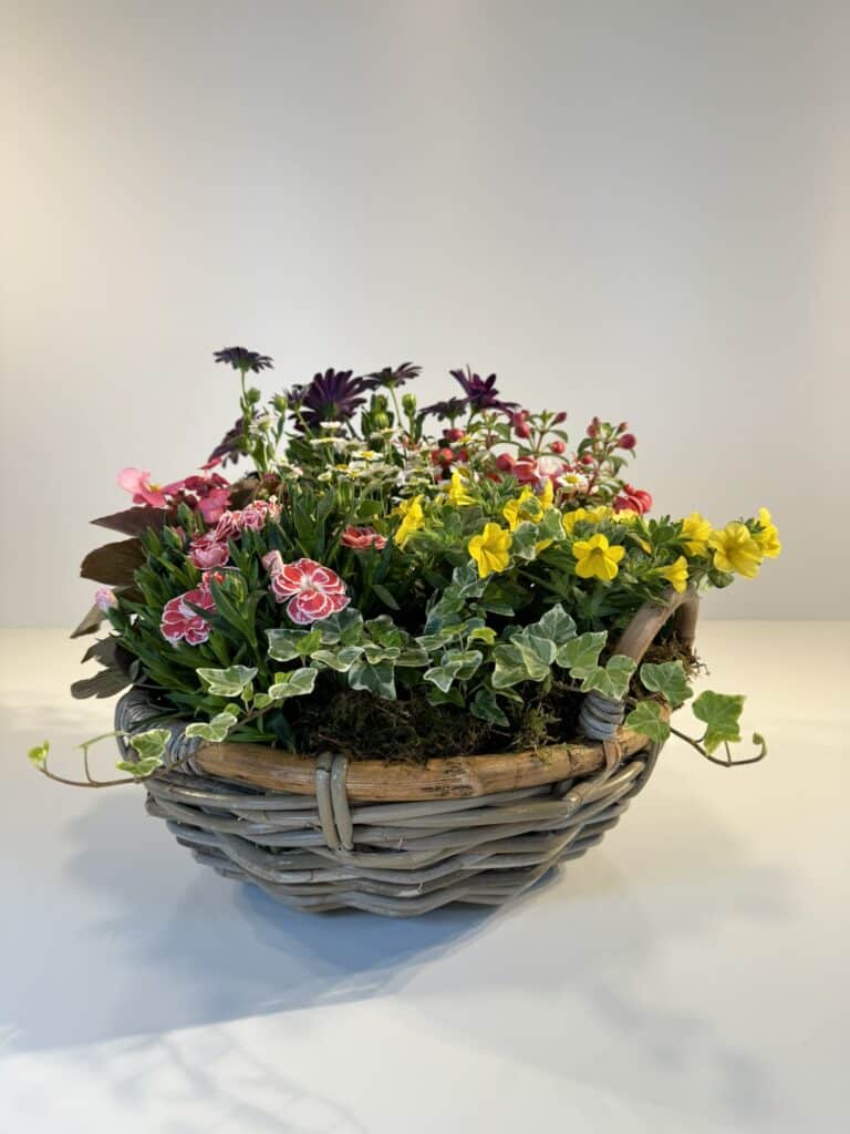 plantas coloridas variadas en cesta redonda de mimbre