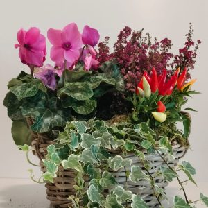 Cesto de mimbre con plantas de exterior