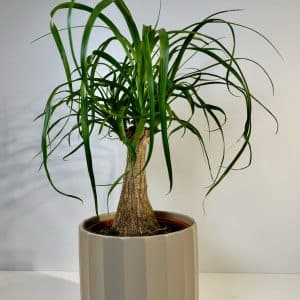Nolina Recurvata en cerámica marrón