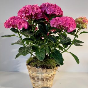 Hortensia en maceta de mimbre