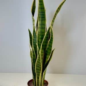 Sansevieria variegata artificial