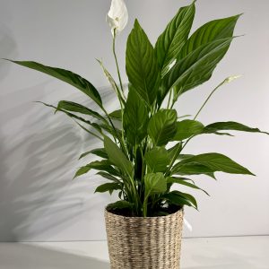 Spathiphyllum en mimbre