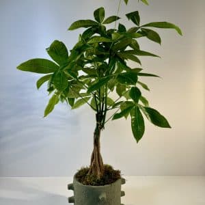 Pachira acuática o árbol del dinero, en maceta verde musgo.