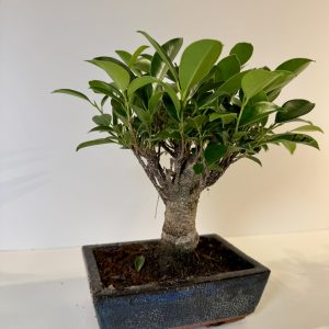 Bonsai ficus retusa en macetero rectangular