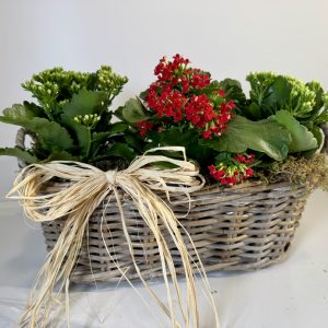 Cesta de mimbre con kalanchoes de colores variados