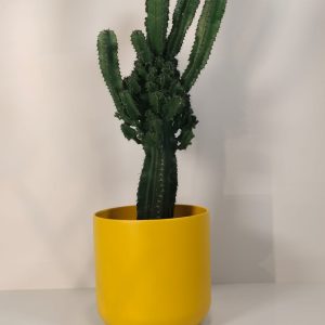 Euphorbia en cerámica