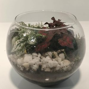 Pecera con plantas