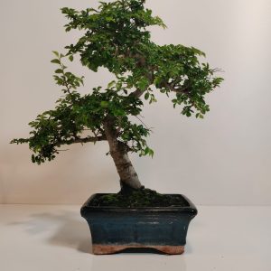 Bonsái Zelkova parvifolia