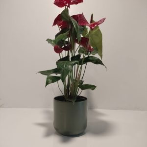 Planta de anthurium rojo