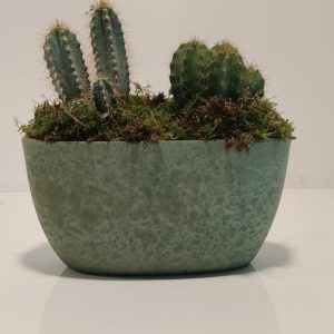 Composición de cactus