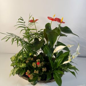 Composición con plantas variadas de interior