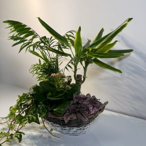 Cesta con plantas verdes de interior