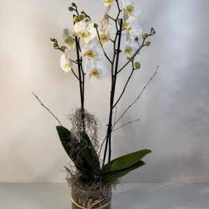 Orquídea en vaso de Cristal