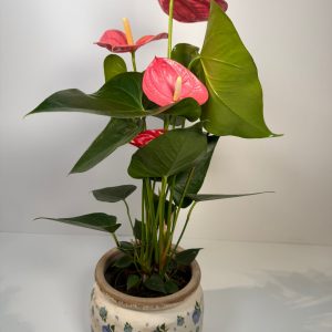 Anthurium en maceta floral