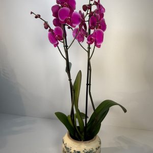 Orquídea Fucsia en maceta floral