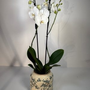 Orquídea en maceta floral