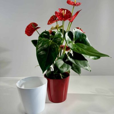 Anthurium rojo en macetero de cerámica