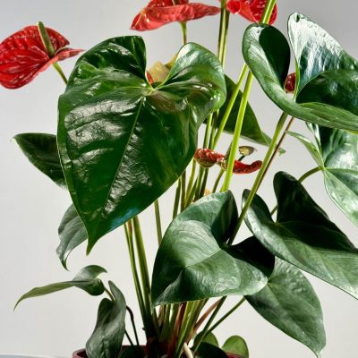 Anthurium rojo en macetero de cerámica