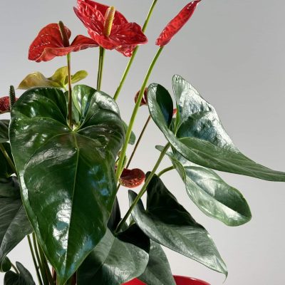Anthurium rojo en macetero de cerámica