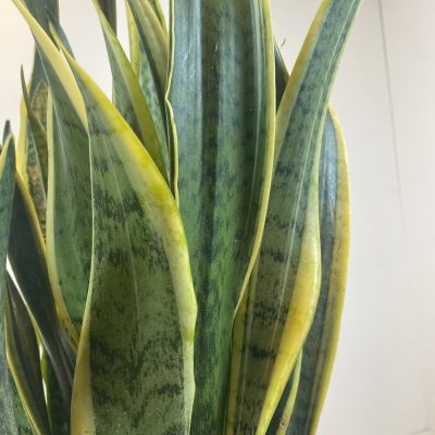 planta de Sansevieria en cerámica