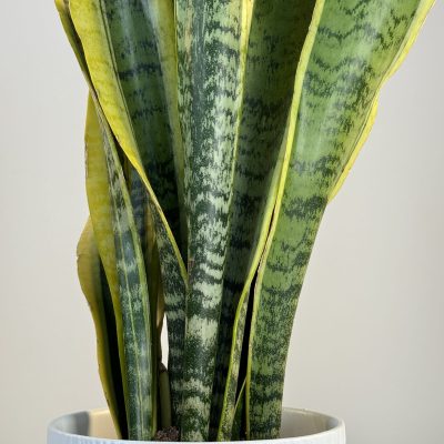 planta de Sansevieria en cerámica