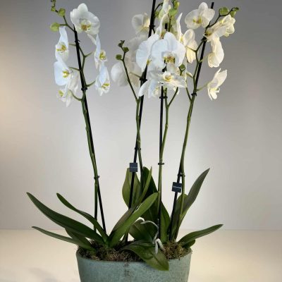 orquídeas blancas en cerámica verde