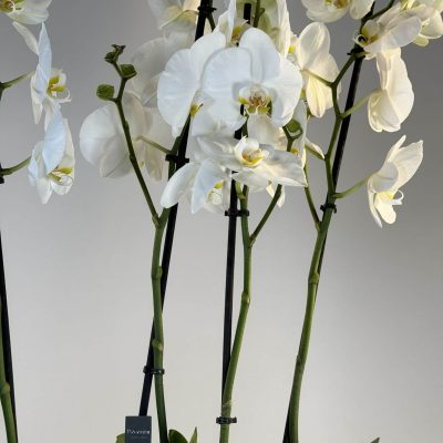 orquídea blanca