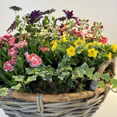 plantas coloridas variadas en cesta redonda de mimbre