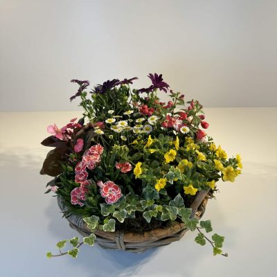 plantas coloridas variadas en cesta redonda de mimbre