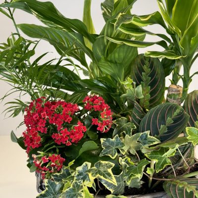 Cesta de mimbre con plantas de interior