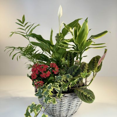 Cesta de mimbre con plantas de interior