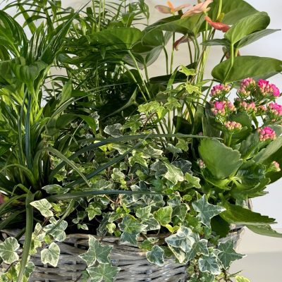 Cestón de mimbre con plantas de interior tipo anthurium, spathiohyllum, kalanchoe, hiedra o similares.