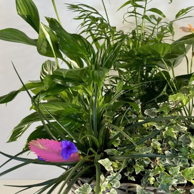 Cestón de mimbre con plantas de interior tipo anthurium, spathiohyllum, kalanchoe, hiedra o similares.