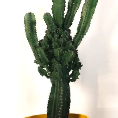 planta