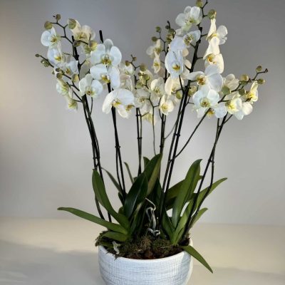 composición de orquídeas blancas, con maceta de cerámica a juego