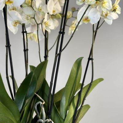 composición de orquídeas blancas, con maceta de cerámica a juego