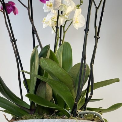 Composición de orquídeas multicolor en cerámica
