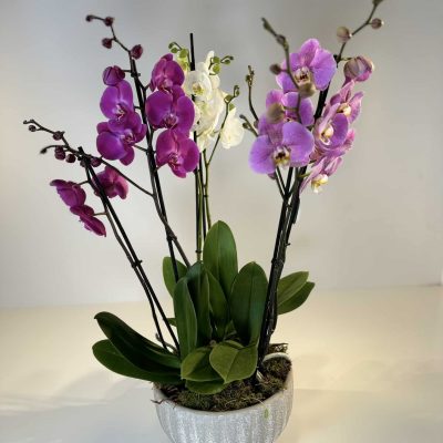 Composición de orquídeas multicolor en cerámica
