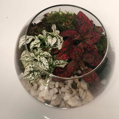 plantas naturales de interior